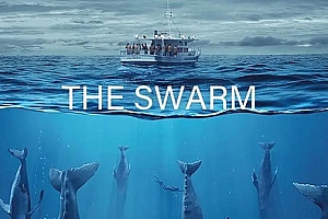 德剧《种群/The Swarm》全8集高清1080P中英双字百度云网盘下载[MP4/6.55GB]